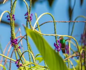 德雷克Las Caletas Lodge的蜂鸟栖息在紫色花的植物上