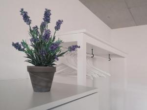 沙夫豪森Atrium Apartments的花瓶,花瓶上摆着紫色的花
