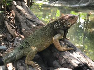 希门尼斯港La Palapa Hut Nature Hostel的水边树枝上的蜥 ⁇ 