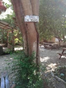 奥林波斯Olympos Yakamoz Pansiyon的挂着标记的树,挂在树上