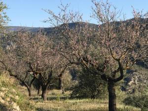 Margaridaal-qandil的有一排种着粉红色花的树