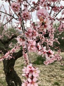 Margaridaal-qandil的树枝上有一棵树,枝上有粉红色的花