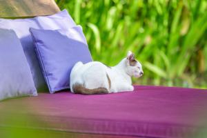 乌布斯瓦斯提生态别墅酒店的一只白猫坐在紫色桌子上