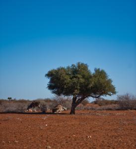 HardapKalahari Anib Campsite的两只动物站在田野的树下