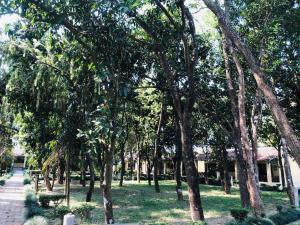 BhurkīāRhino Lodge Bardia Pvt Ltd的建筑物旁公园的一排树木