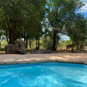 贝拉贝拉Twiga Lodge Mabalingwe的一群大象躺在游泳池旁边