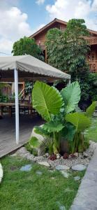 阿特利斯科Cabañas La Finca的一座花园,花园内种有植物,房子前面有雨伞