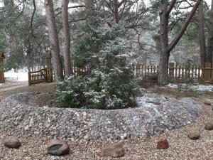 LiepeneKempings Videnieki的一座花园,花园内种植了圣诞树,设有石墙