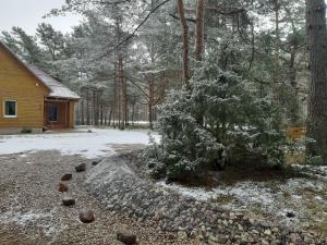 LiepeneKempings Videnieki的房子前的雪覆盖的圣诞树