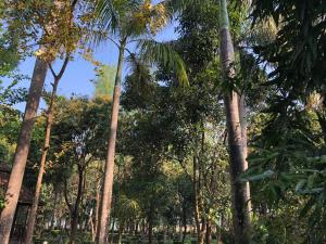 BhurkīāRhino Lodge Bardia Pvt Ltd的公园里的一棵棕榈树