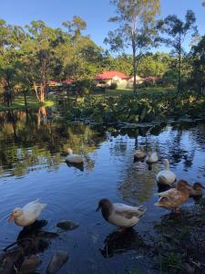Telegraph PointTelegraph Retreat Cottages的一群鸭子在池塘里游泳