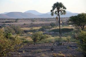 PalmPalmwag Campsite的棕榈树和一头大象群落在田野里