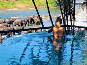 平纳瓦拉Hotel Elephant Park "Grand Royal Pinnalanda"的热水浴池中的女人,看着一群大象