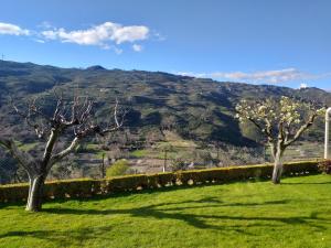 拉梅戈Quinta da Timpeira的两棵树在田野上,有山地背景