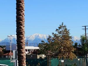 艾尔蒙特艾尔蒙特假日酒店 - 洛杉矶的山 ⁇ 的棕榈树
