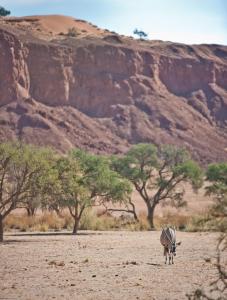 索利泰尔Namib Desert Campsite的站在山前田野上的斑马