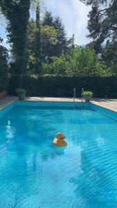 梅拉诺济马酒店的浮在游泳池里的橡皮鸭