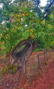 加拉罗萨芬卡拉维里努埃拉酒店的树上弯曲的树干在田野中