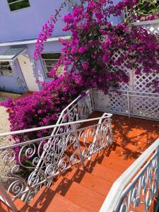基拉戈基拉戈岛鹈鹕别墅宾馆的阳台,在房子里种有紫色花