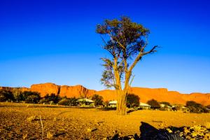 索利泰尔Namib Desert Campsite的山地中的一棵树