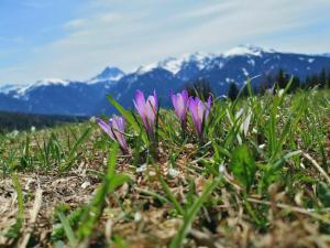 卢松Oberhauser Hütte Rodenecker - Lüsner Alm的一群紫色的花,在草地上,有山地背景