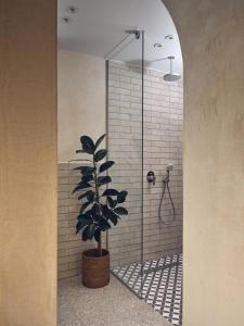 利萨基亚Casa di Pierro的一间带淋浴的浴室,里面装有植物