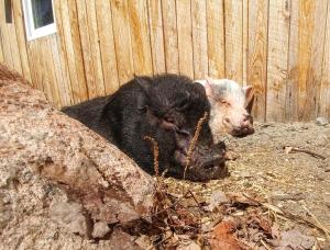 Saint-Félix-d'OtisHebergement Cerfs-Tifie fermette的两只猪躺在木栅栏旁边