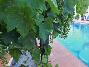 马贝拉Bungalow Marbella (San Pedro Alcantara)的一堆葡萄挂在泳池旁的树上