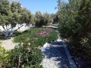 佩里萨佩里萨酒店的人行道上种着粉红色花卉和树木的花园
