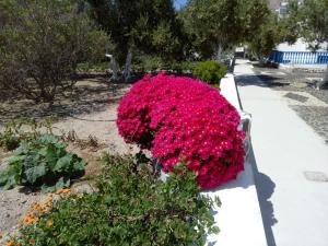 佩里萨佩里萨酒店的花园里的一束粉红色的花