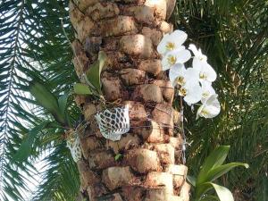 五结水连天日式庭院 的一颗椰子树,上面有白色的花朵
