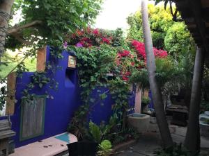 圣地亚哥艺术家旅馆的花草丛生的蓝色墙