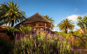 波罗瓜尼玻利维亚山林小屋的茅草屋顶小屋,种植了棕榈树和紫色的鲜花