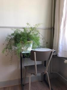 沃尔克姆B&B de Hoop的坐在桌子旁的椅子上,上面有植物
