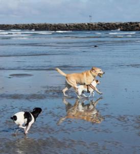 圣地亚哥蓝色苍鹭度假屋的两只狗在海滩上跑