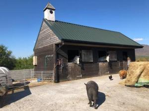 Tullywee BridgeLetterfrack Farmhouse on equestrian farm in Letterfrack beside Connemara National Park的一只猪在养有动物的谷仓前行走