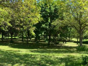 奥斯塔米勒鲁西酒店的绿草和树木在树荫下的公园