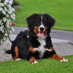菲施巴豪Greinhof的一只黑棕色的狗躺在草地上