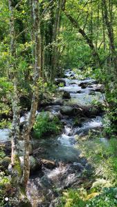 洛萨尔德拉韦拉卡萨如若阿瓜德尔韦内罗乡村民宿的森林中岩石流水