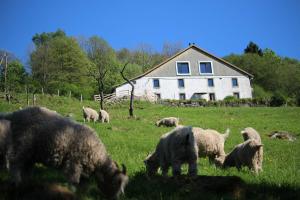科尔尼蒙拉弗尔梅锁斯勒斯海兹旅馆的一群羊在房子前面的田野里放牧