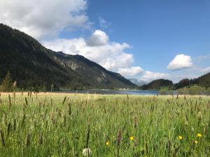 纳瑟尔文勒Das Haldensee的一片草场,有湖面背景