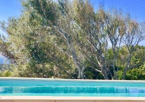 波尔图波罗Les Villas MarInCelu的一座绿树成荫的蓝色游泳池