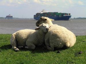 KollmarHolthus的两只羊躺在水边的草上