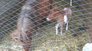 Gignese米尼艾拉农家乐的一只婴儿马站在围栏后面