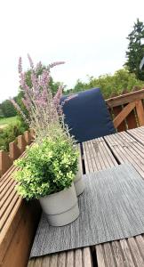 罗斯托克Große Koje mit Terrasse的木桌上两盆植物