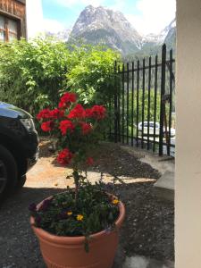 施库尔查萨瓦拉尔住宿加早餐公寓酒店的围栏前的一盆红色花