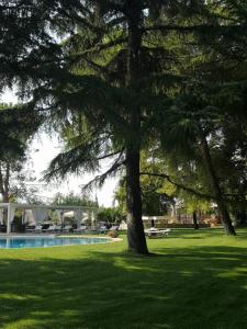 Palo del ColleVilla delle Querce Resort的游泳池旁的草木