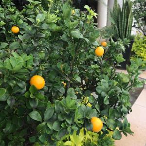 德班La Dolce Vita Umhlanga Guesthouse的橘子树上有很多橙子