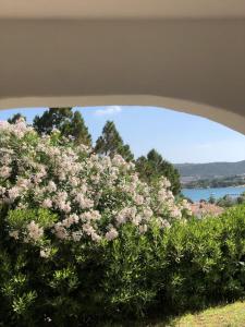 利斯西亚迪维卡Residence Gli Oleandri 140 - Costa Smeralda - Porto Cervo的灌木丛上布满了粉红色的花朵
