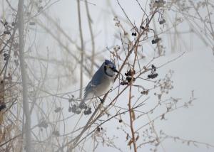 Saint-Pierre-BaptisteDomaine Henri-Daze的蓝白鸟坐在树枝上